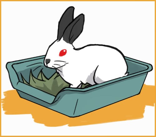 elderly rabbit in a box