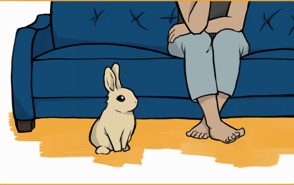 bunny sitting by a couch