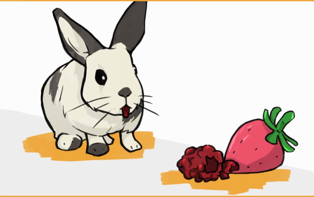 rabbit staring at delicious berries