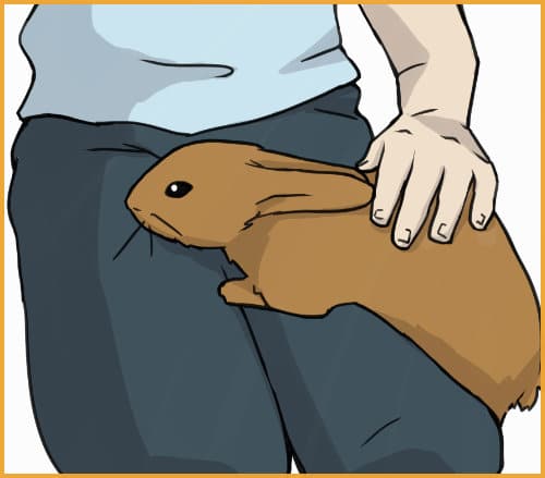 gentle rabbits