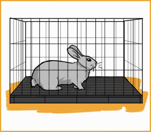 rabbit in a small cage