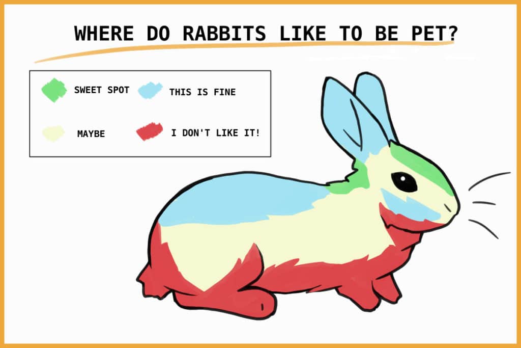 where do rabbits like to be pet