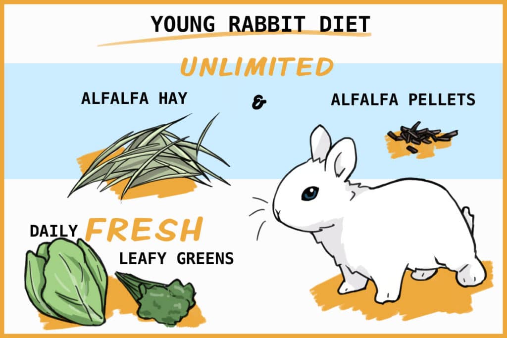 healthy young rabbit diet