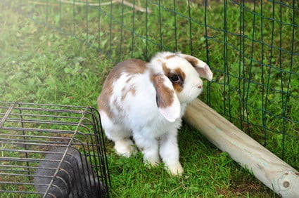 why does my rabbit look like it's chewing?