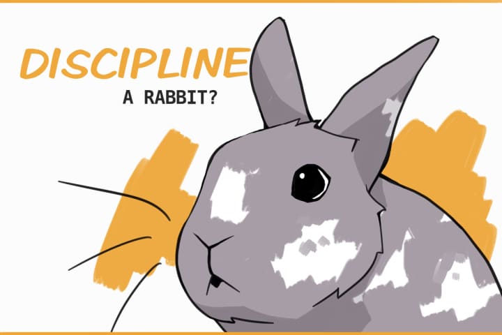 Is It Ever Okay to Self-discipline a Rabbit?