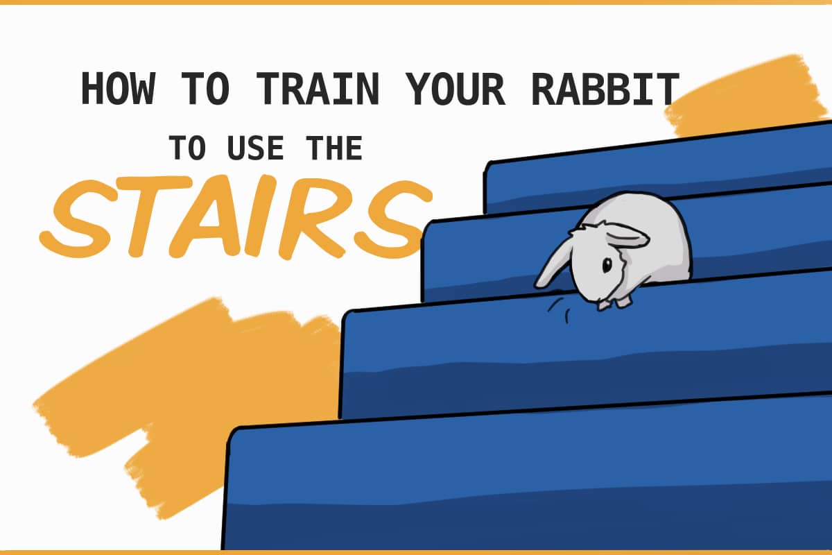 Tips about  Apply a Rabbit to Use the Stairs