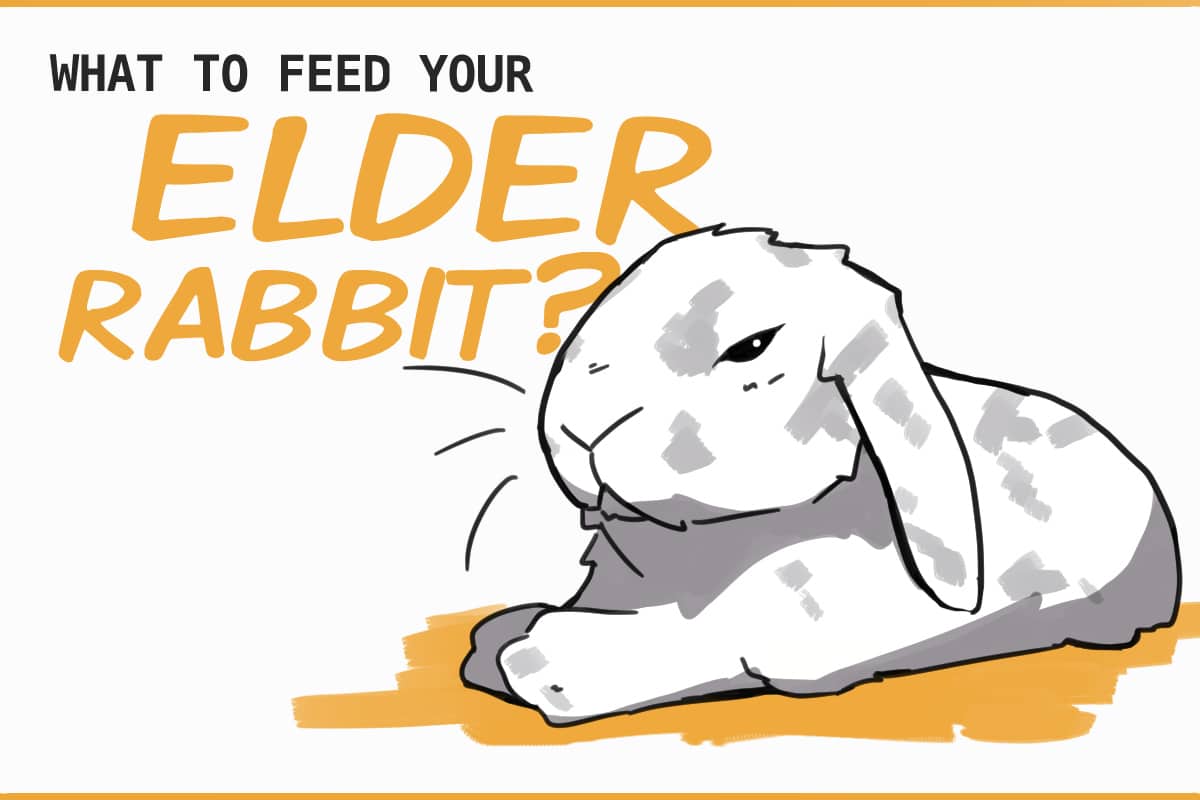 Dietary Desires of Senior Rabbits