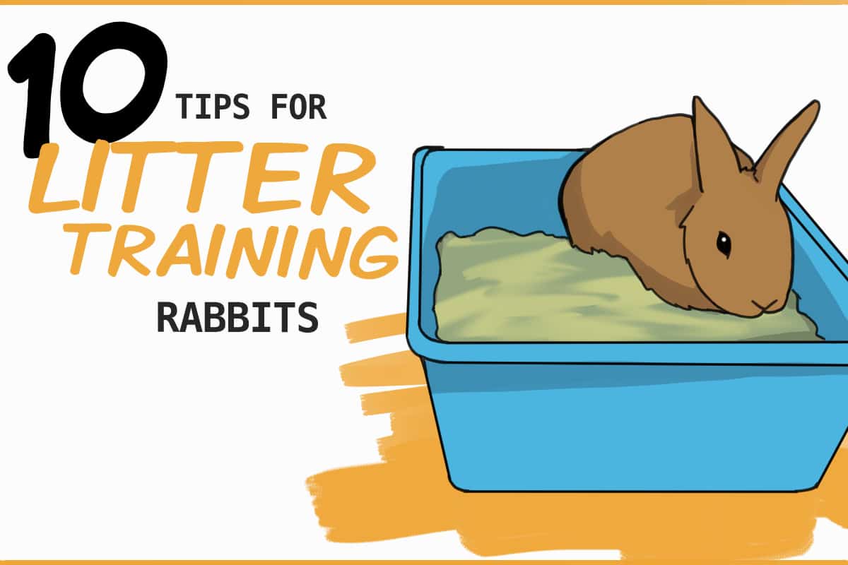 10 Rabbit Litter Area Solutions and Strategies