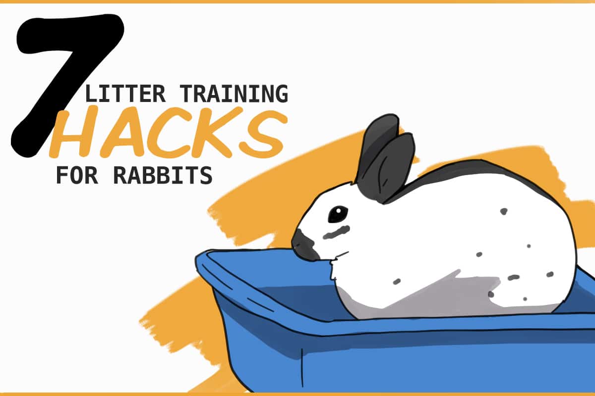 7 Litter Discipline Hacks for Rabbits