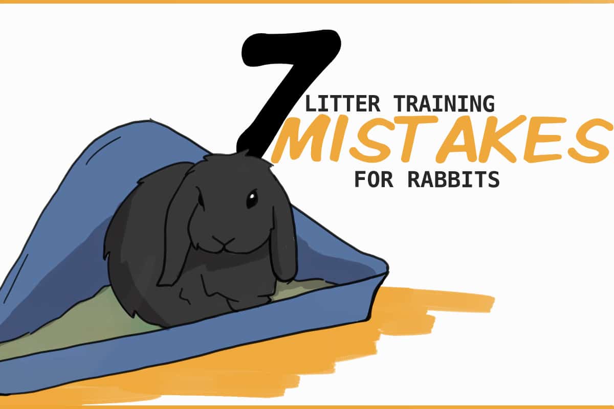 7 Rabbit Litter Teaching Errors to Avoid