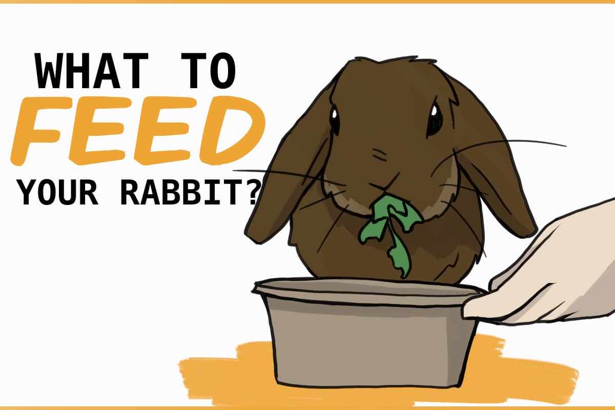 What To Feed Your New Rabbit