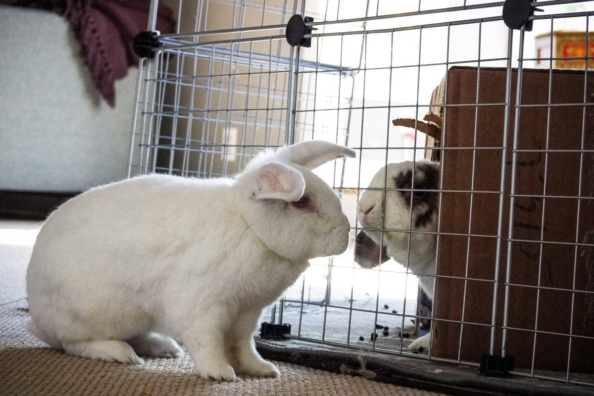 Bonding Rabbits – A Full Data