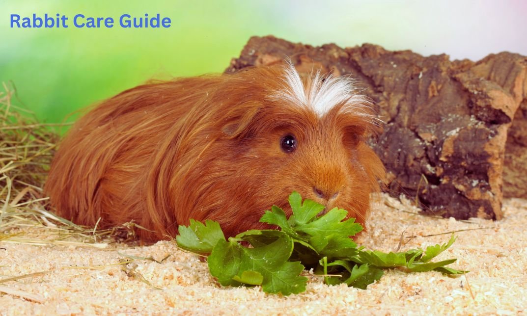 Can Guinea Pigs Eat Arugula? All of the items You Should Know