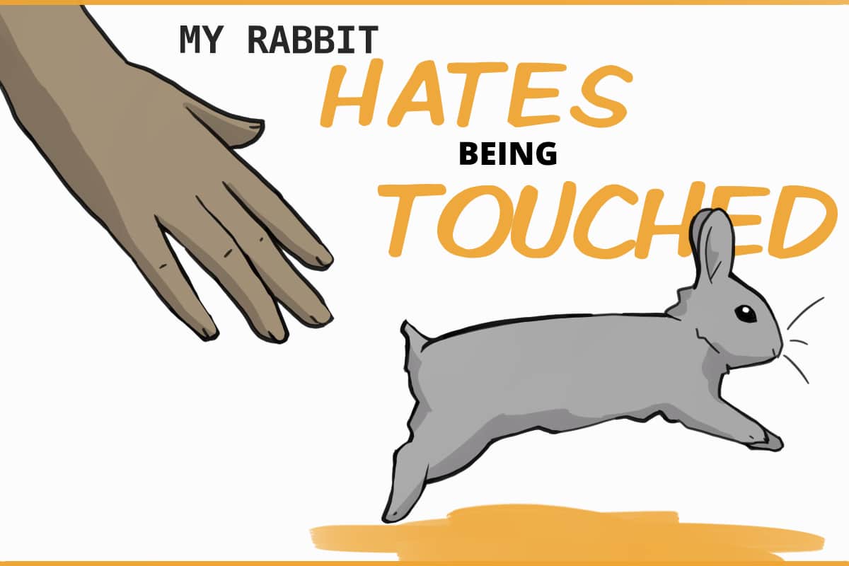 My Rabbit Wouldn’t Want to Be Touched! Strategies to Desensitize Your Rabbit