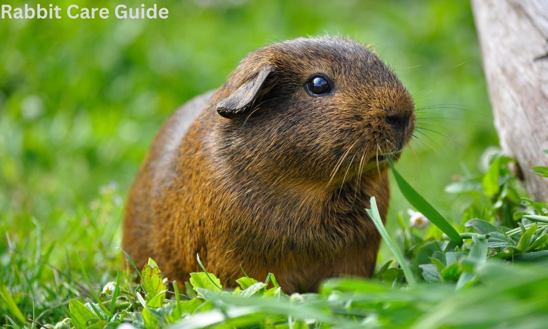 can guinea pigs eat cilantro? All of the issues You Should Know..