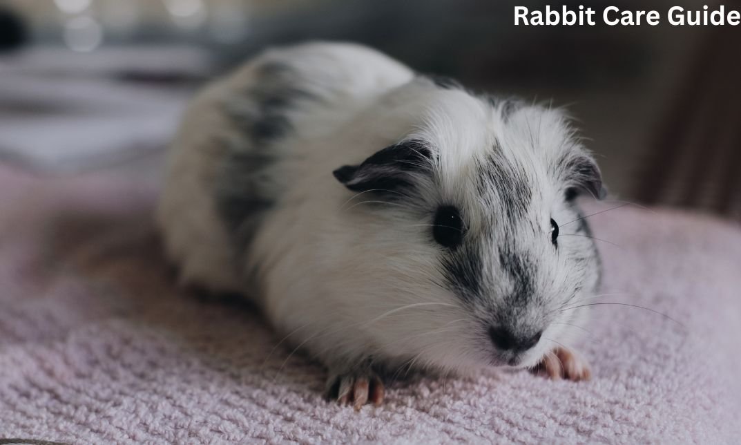 Texel guinea pigs specific grooming ,prolonged hair