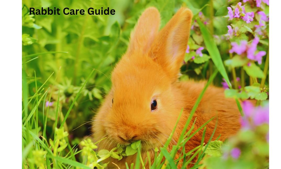 Can a Bunny Eat Celery? The Actuality About Feeding Them