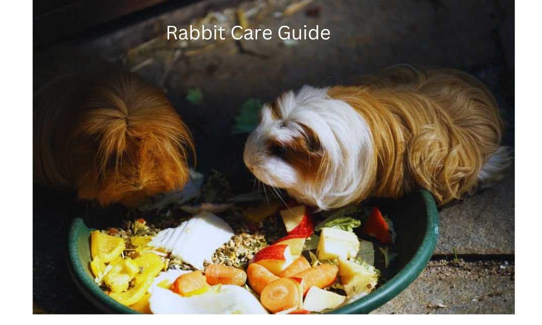 Can Guinea Pigs Have Radishes? Essential Actuality To Know