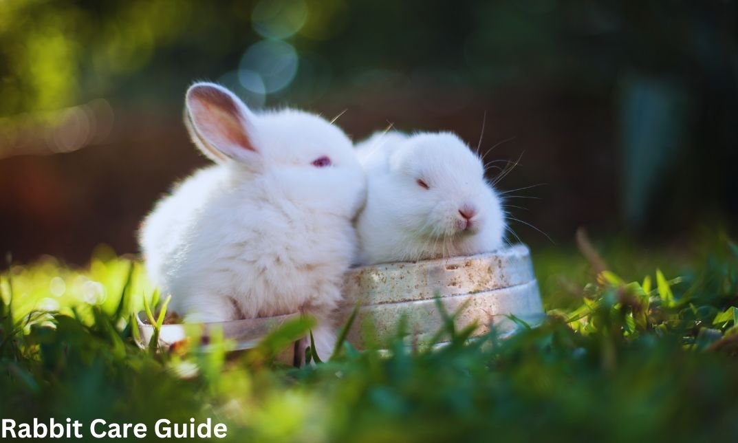 Do Rabbits Mate for Life? The Fascinating Truth Revealed