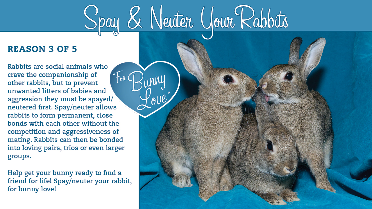 Spay/Neuter For Bunny Love – Rabbit.org