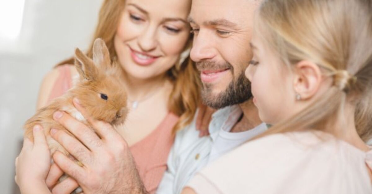 Best Rabbits for Households | PetGuide