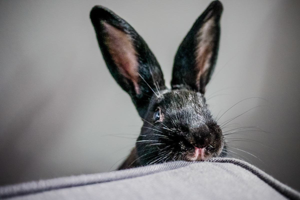 Why Does My Rabbit Chew on Each little factor?