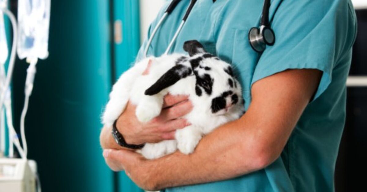 Do I Must Spay/Neuter My Rabbit?