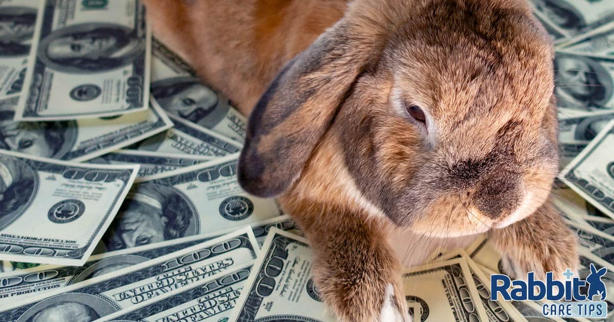 How So much Does a Pet Rabbit Worth: A Detailed Data