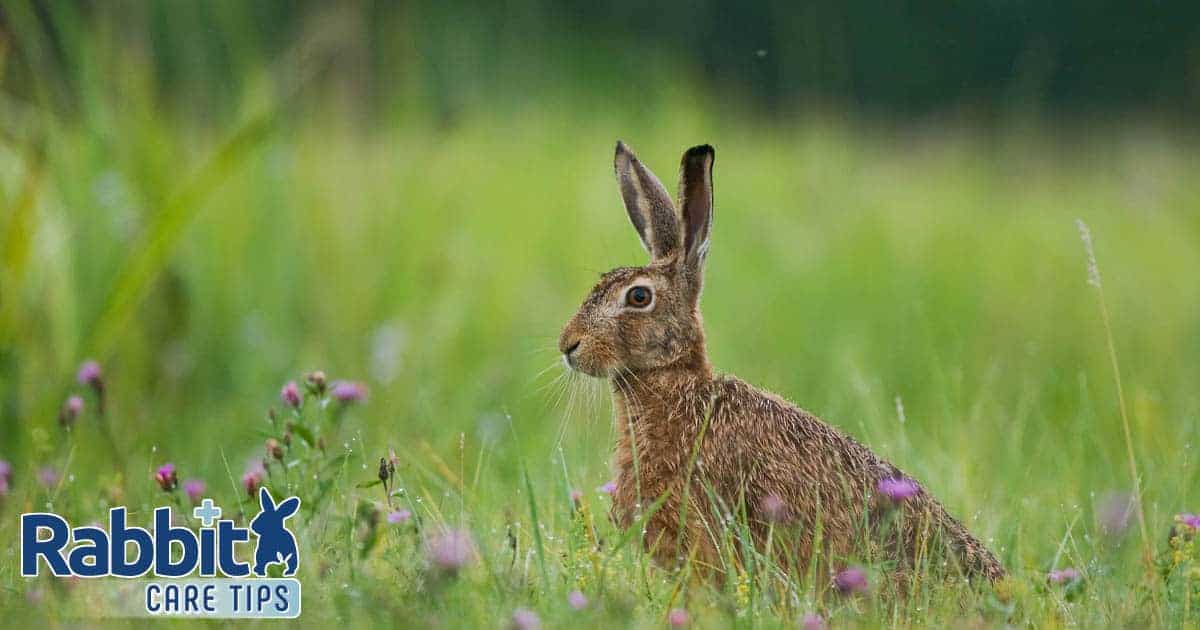 Rabbits inside the Wild – Pure Habitats and Habits