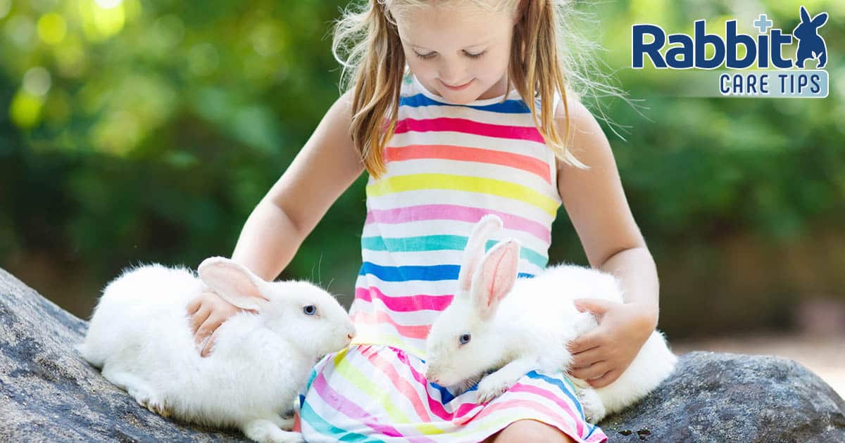 Do Rabbits Make Good Pets for Children? — Rabbit Care Ideas