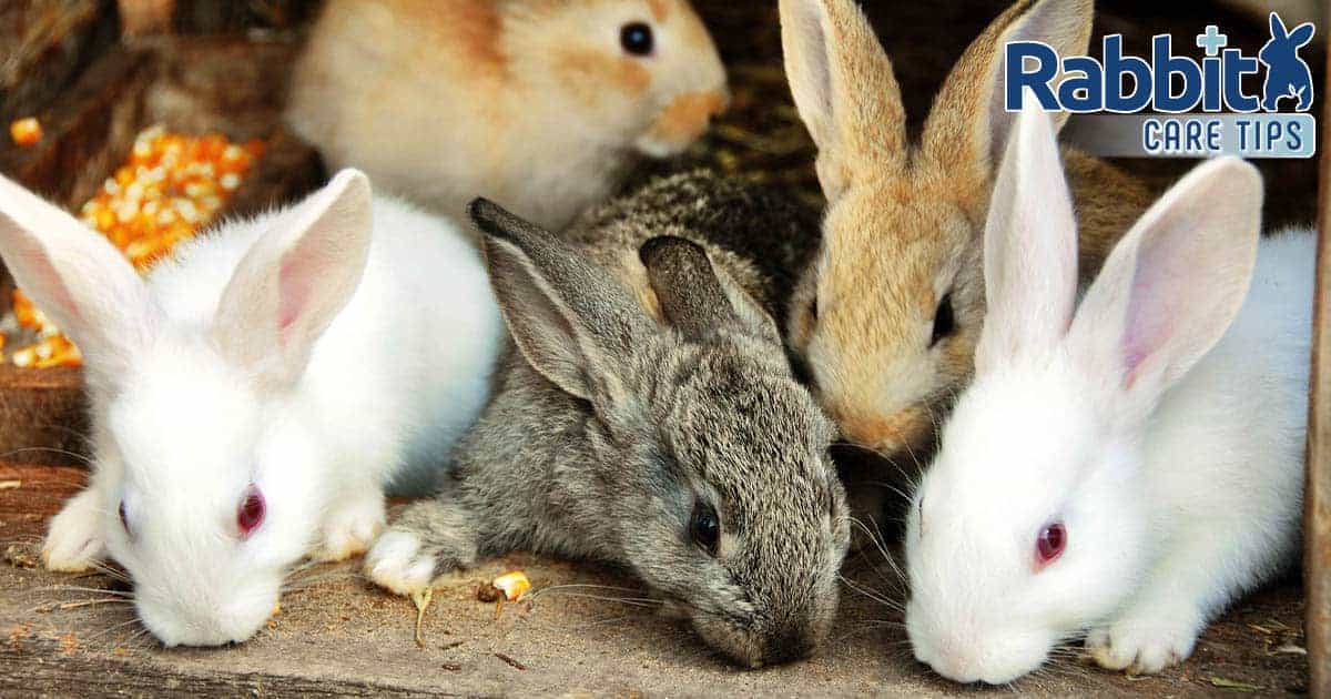 Rabbit Coloration Genetics: The Full Info