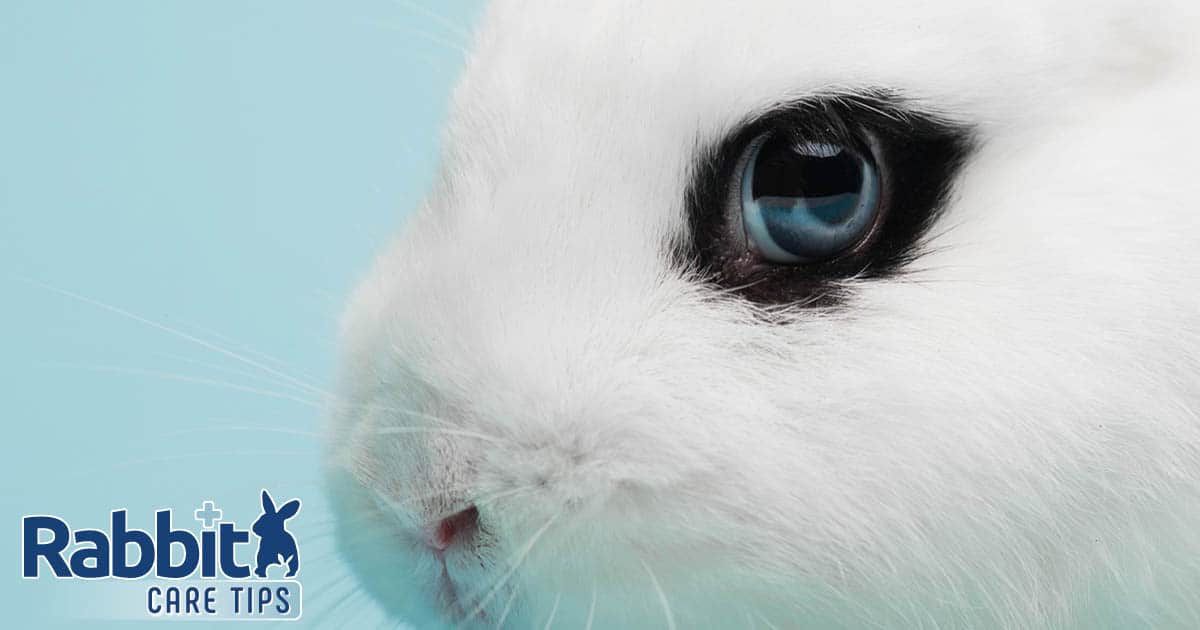 How Properly Do Rabbits See? — Rabbit Care Ideas