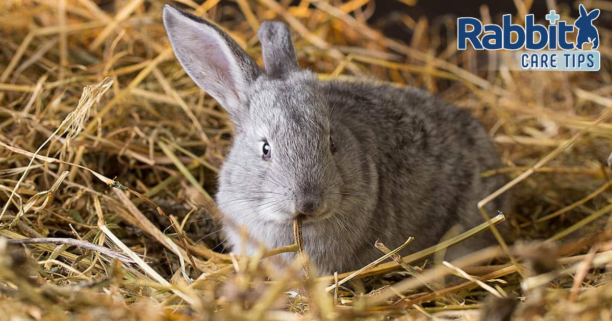 Must Rabbits Have an Entry to Limitless Hay?