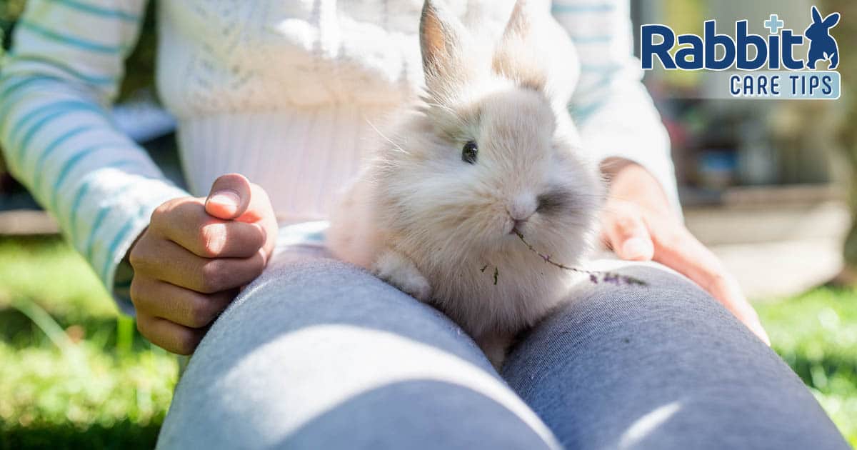 The way in which to Prepare a Rabbit to Soar Onto Your Lap