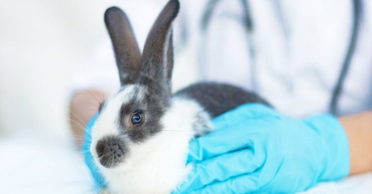 GI Stasis In Rabbits: Indicators, Causes, and How To Cease It