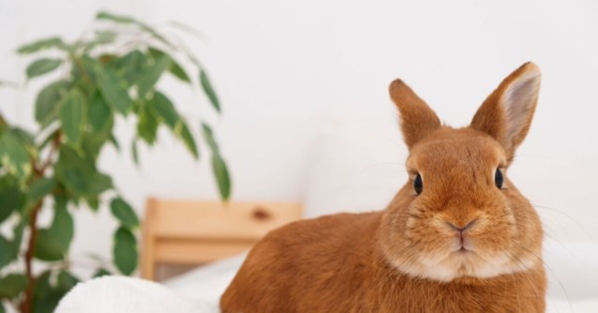 The fitting strategy to Rabbit-Proof Your Home