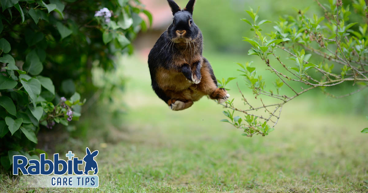 How Excessive Can Rabbits Leap — Rabbit Care Suggestions