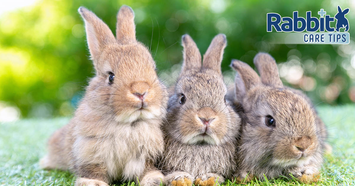 Methods to Inform the Age of a Wild Rabbit — Rabbit Care Ideas