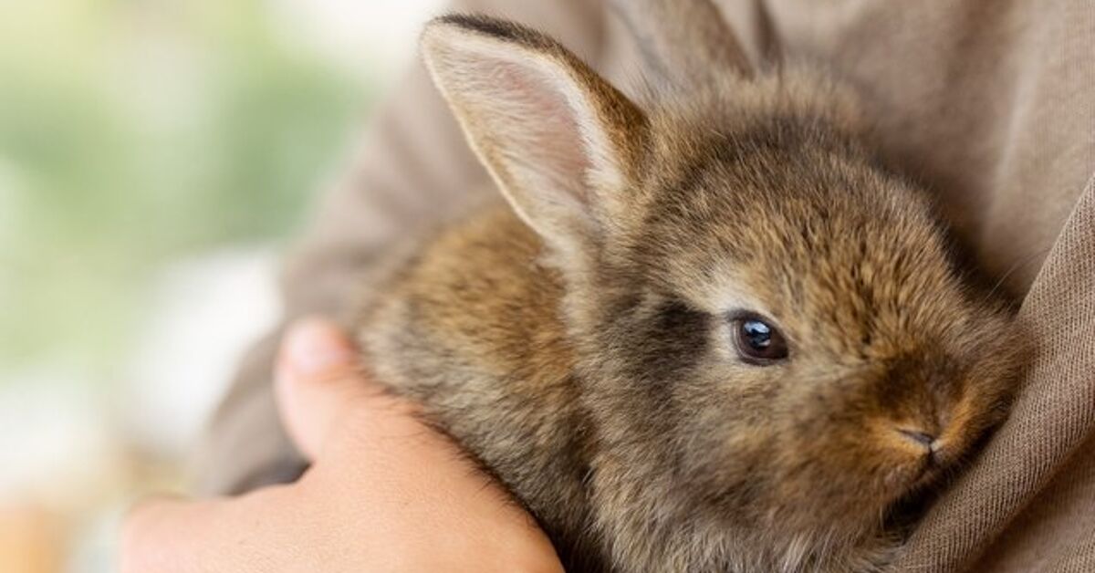 Most interesting Rabbits for First Time Homeowners