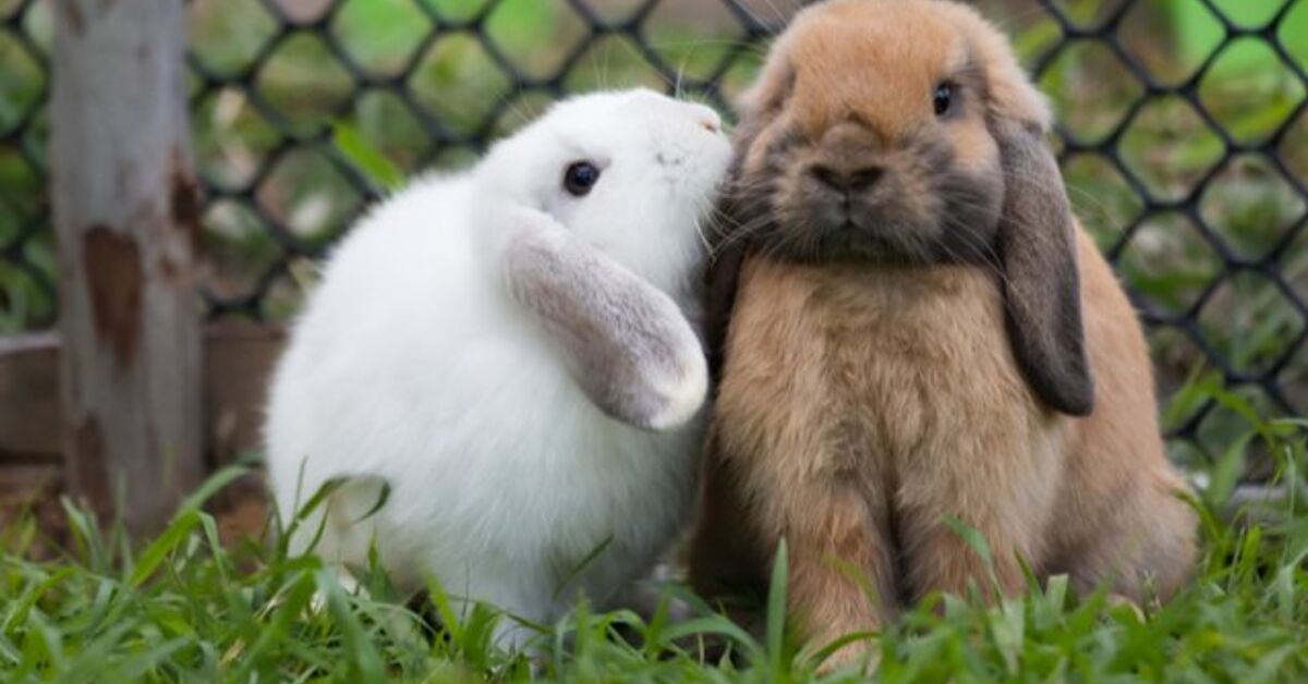 10 Calmest Rabbit Breeds | PetGuide