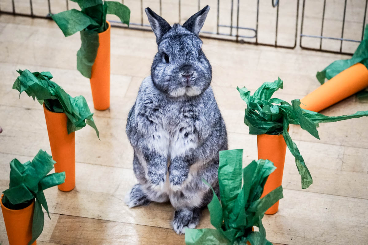 Teaching Your Rabbit – Rabbit.org