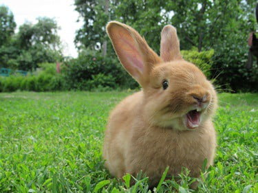 Are Child Rabbits Born with Tooth? — Rabbit Care Ideas