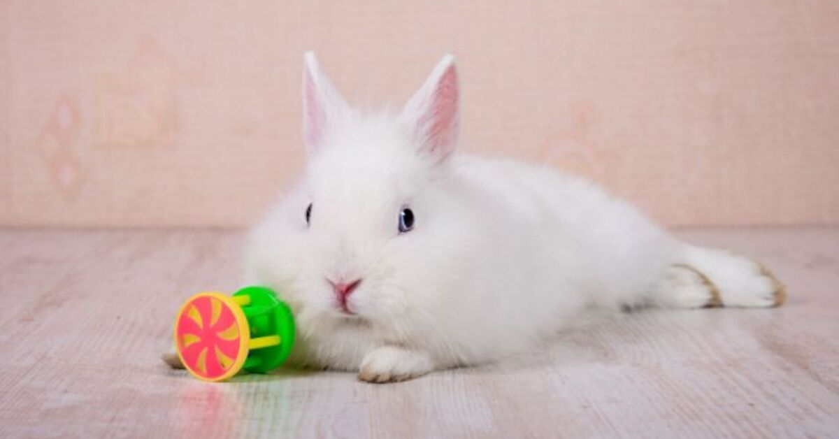 Why Enrichment Is Very important for Rabbits and The best way to Current It